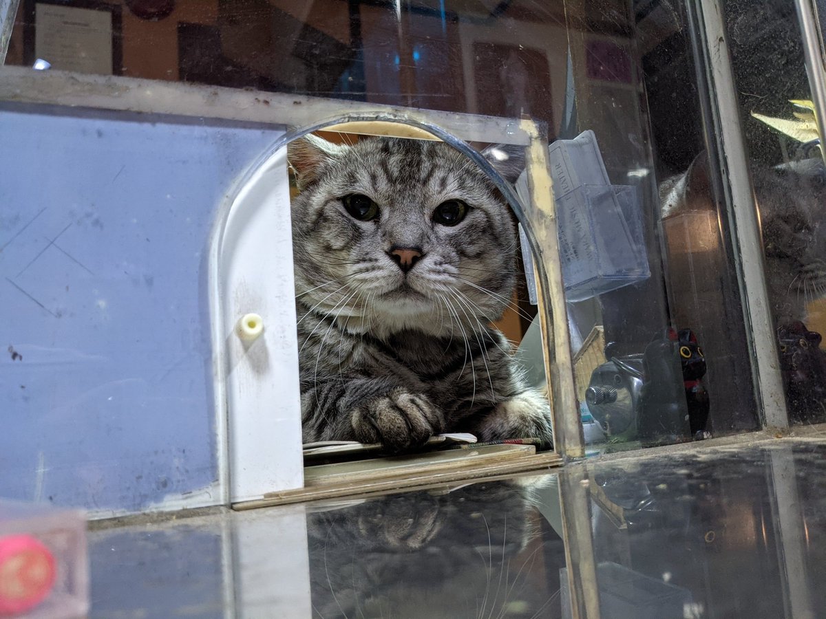 かすみ玲 Twitter પર હ શટ ગ