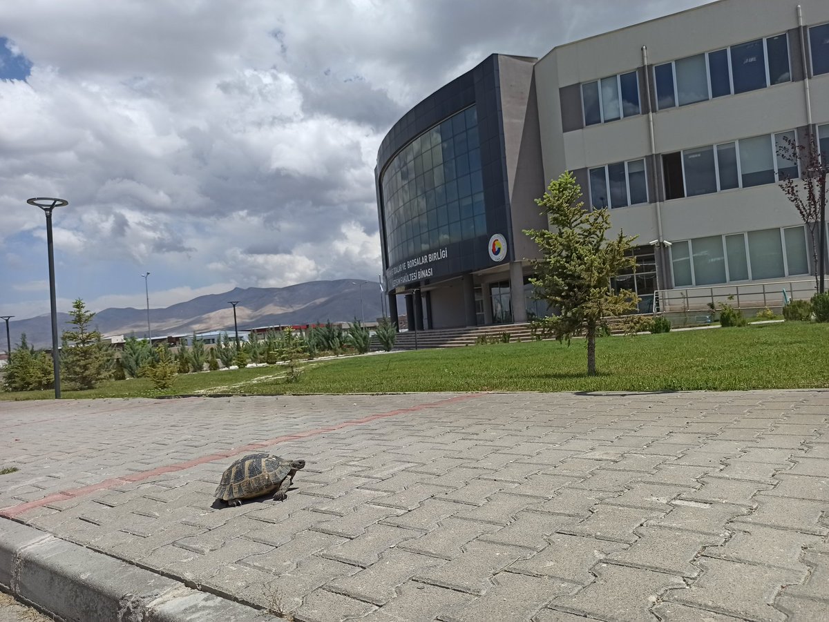 hilalzrba's tweet photo. Kampüste hayat var ! 
#Respecttonature https://t.co/t0czrpCo6e