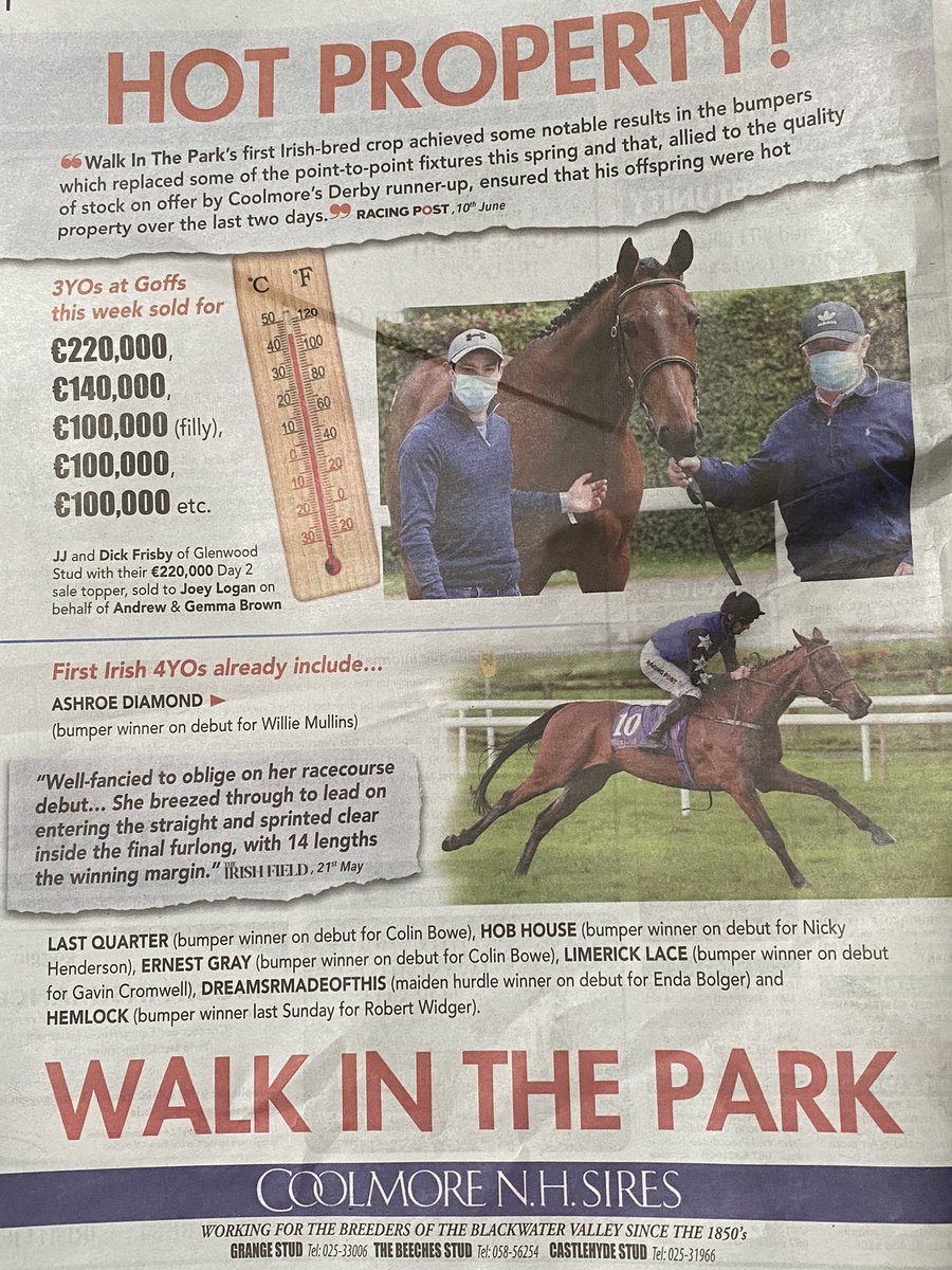 Great to see one of the girls make the back page of the @TheIrishField #AshroeDiamond in the colors of @BlueBloodRacing @WillieMullinsNH #WalkinthePark #hotproperty #differentgravy