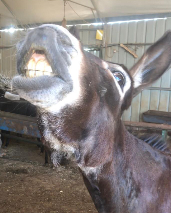 🥕Just saying hi  &amp; showing off my teeth ‼️