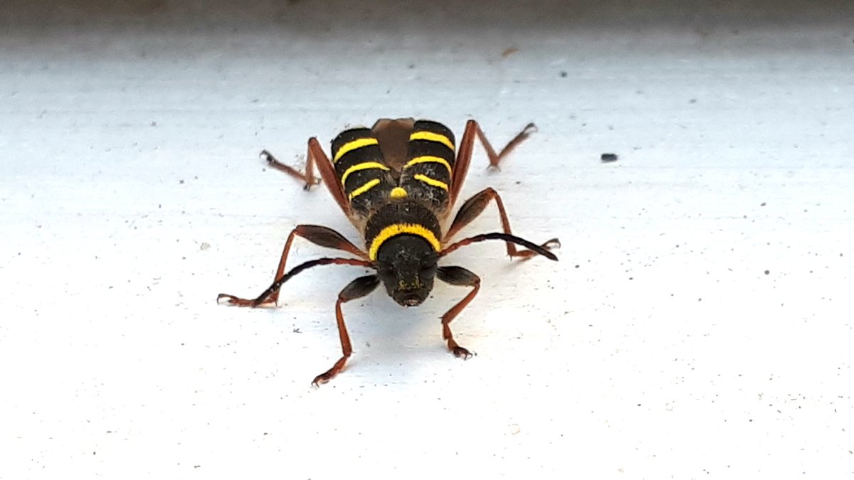 Today's random moment of wildness was a wasp beetle landing on the doorstep #doorstepwildlife #30DaysWild