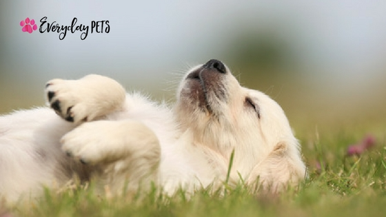 Everyday_Pets's tweet photo. If you want your puppy to live a well-balanced life, it's important to place them on a schedule for eating, exercise, potty training, and sleeping. 

If you're interested here's a short guide on how to help your puppy.
https://t.co/XYtia5H71S

#Puppy #PuppyLove #ILoveMyDog https://t.co/HacliM230b