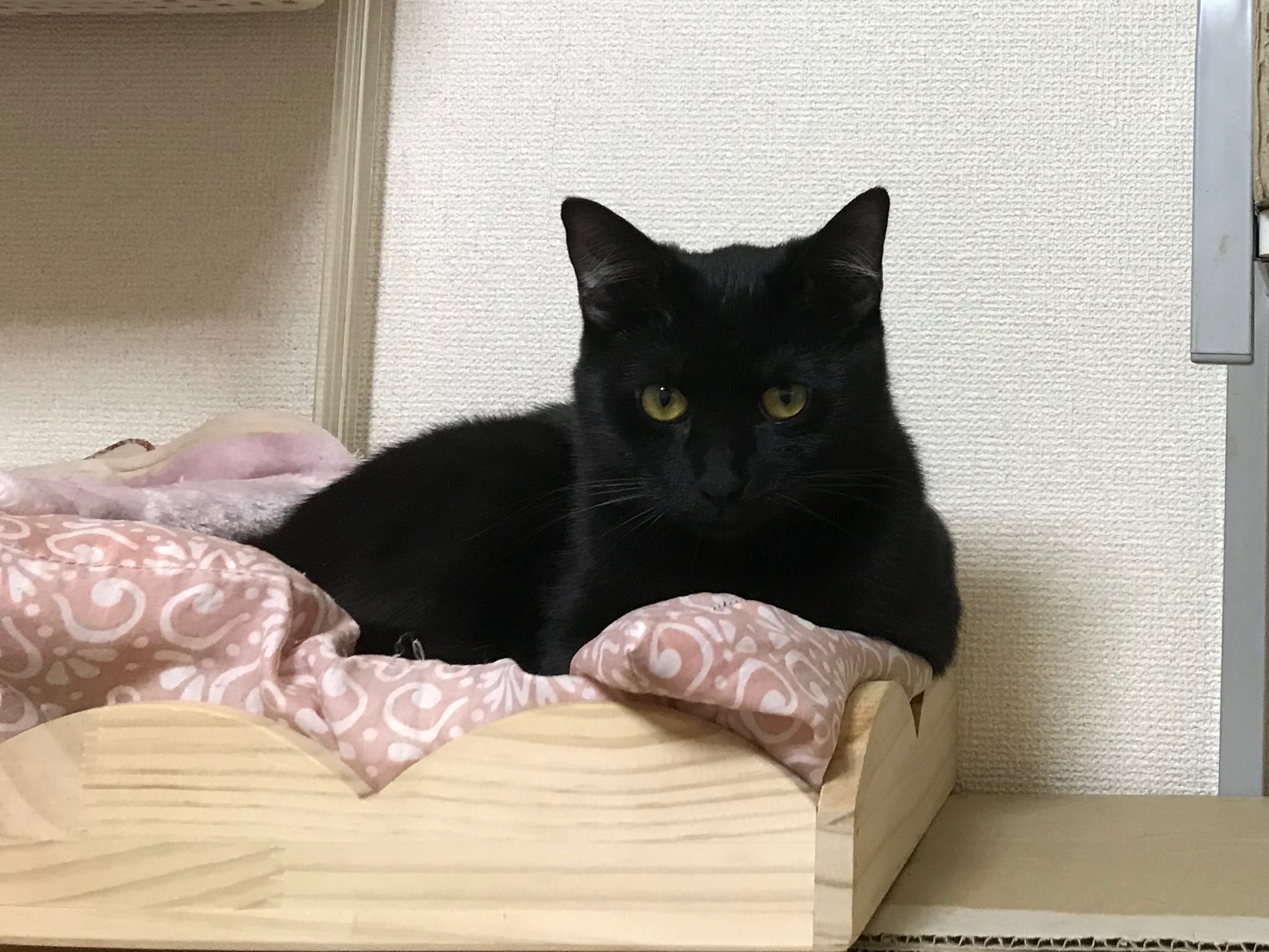 送料無料 にゃんこの癒し なで猫 にゃん 再入荷 Destinationmadrid Fr