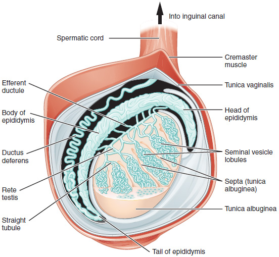 All_infertility's tweet photo. Testicular sperm extraction (TESE) is the surgical procedure of removing a small portion of tissue from the testicle and extracting any viable sperm cells from that tissue for use in further procedures, most commonly intracytoplasmic sperm injection (ICSI) as part of in vitro... https://t.co/Vi6bAK1Wko