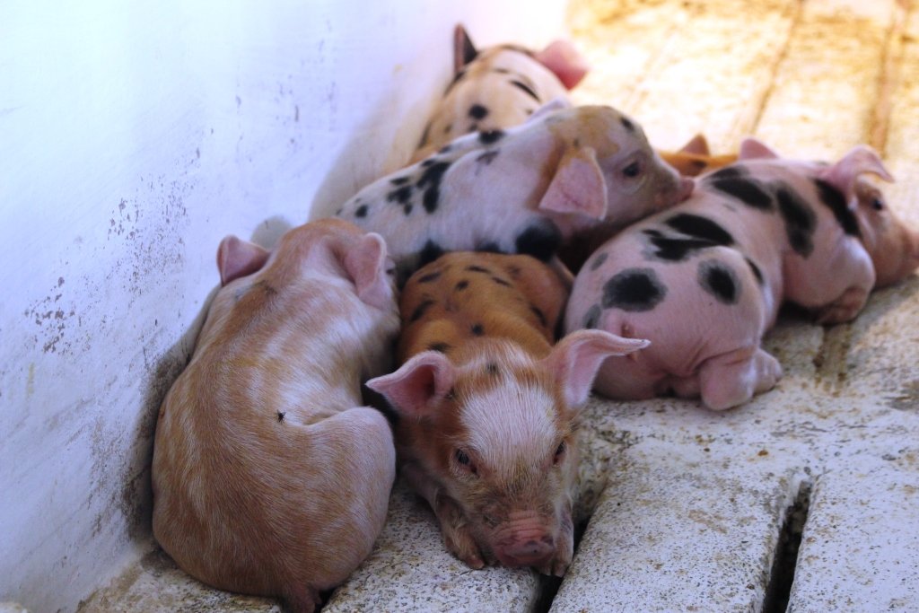 RangelSilva4F's tweet photo. El desarrollo pecuario solo es posible con el trabajo comprometido para garantizar el abastecimiento. En la Upsa Buenos Aires, Candelaria, promovemos la cría porcina, ahora con una nueva camada de lechones de alta genética puestas a disposición del pueblo. #HeroesDeVerdad https://t.co/dkcusp6e8B