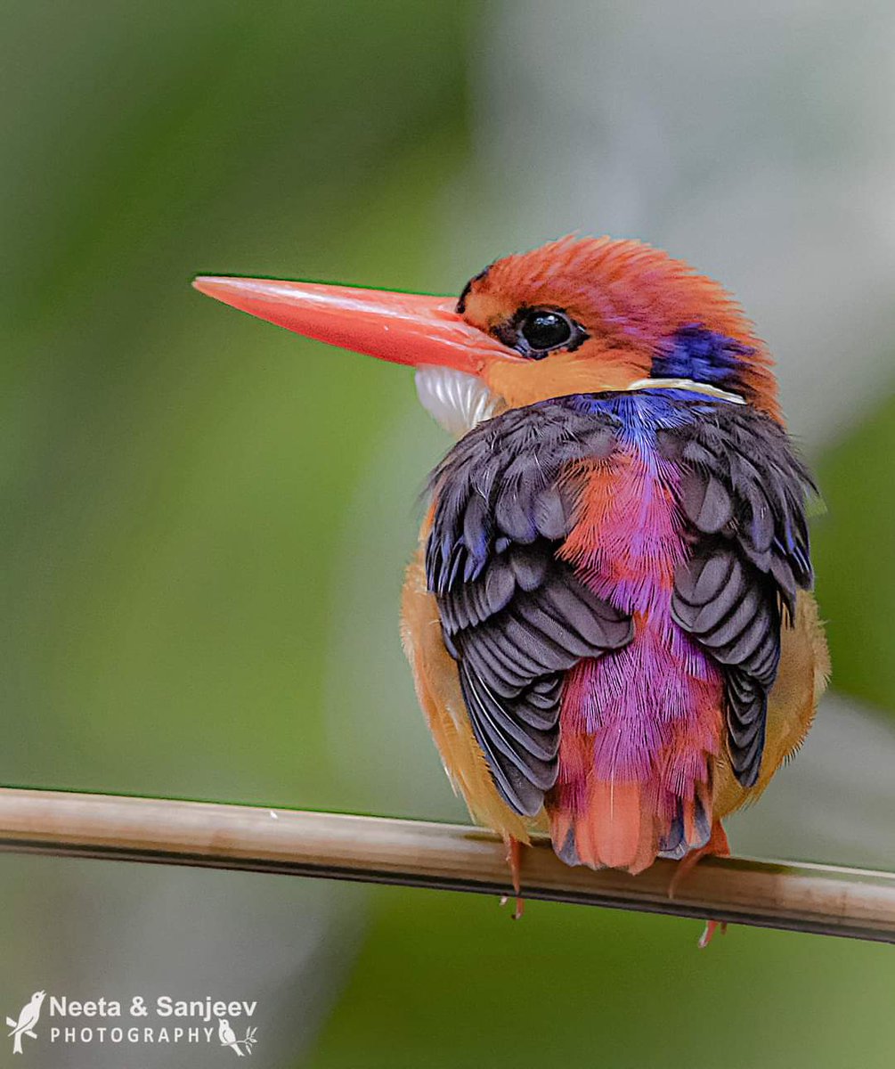 KB1997_'s tweet image. Little gem of our forests.
ORIENTAL DWARF KINGFISHER 
#Ganpatiphule, #Maharashtra
June 18. Breeds monsoon months in forest streams of W Ghats.

Pic Sanjeev Kapadia
facebook.com/groups/indianb…

#birds #birdwatching #birdphotography #IndianBirds #IndiAves #nature #BirdTwitter @Avibase
