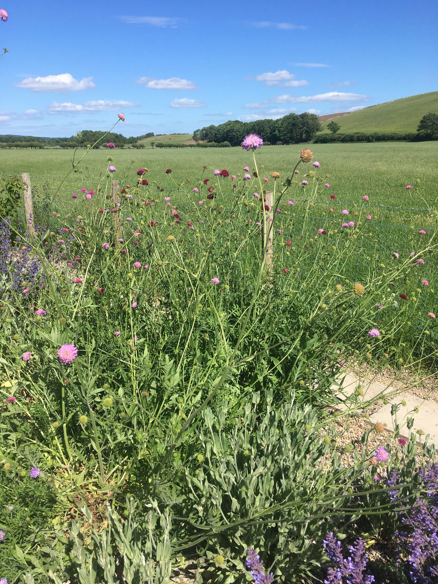 livingwithmydog's tweet photo. When your planting plan works out. #ScabiousMeltonPastels #PrairiePlanting ⁦@NlandNP⁩ ⁦@SPajwani⁩ ⁦@Skog200⁩ https://t.co/IEGrf5UHiQ