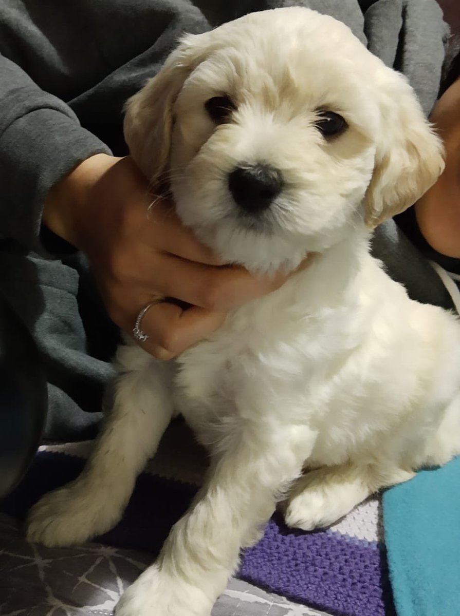 Acaban de asaltar a mi vecina, con armas de fuego. Le quitaron de los brazos a su perrito. En la  Florida, sector araucanía.  
Favor dar RT. Los milagros existen 👇🏽