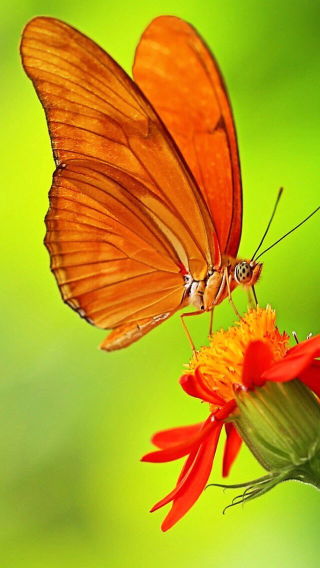 Лепесток крыло бабочки. Бабочка на цветке. Бабочки в цветах. Бабочки оранжевого цвета. Мотылек на цветке.
