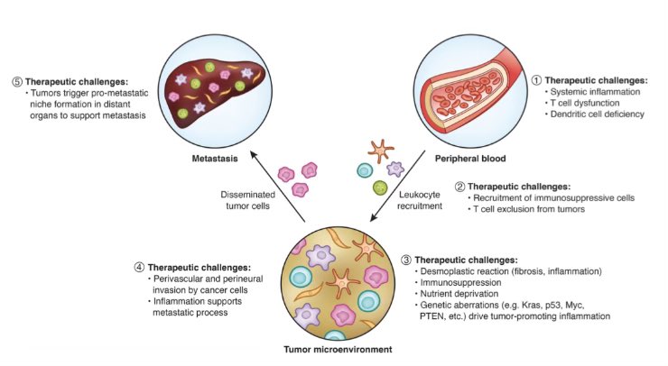 Anirban Maitra (@aiims1742) on Twitter photo This is, without a doubt, one of most thoughtful reviews I have read on the subject of biological underpinnings of therapeutic resistance in #PancreaticCancer.
m.genesdev.cshlp.org/content/early/…
In <a href="/GenesDev/">Genes & Development</a> by <a href="/MadameSurgeon/">Diane M. Simeone, MD</a> <a href="/LyssiotisLab/">Lyssiotis Lab</a> & Gregory Beatty <a href="/LabBeatty/">Beatty Lab</a>. This is, without a doubt, one of most thoughtful reviews I have read on the subject of biological underpinnings of therapeutic resistance in #PancreaticCancer.
m.genesdev.cshlp.org/content/early/…
In <a href="/GenesDev/">Genes & Development</a> by <a href="/MadameSurgeon/">Diane M. Simeone, MD</a> <a href="/LyssiotisLab/">Lyssiotis Lab</a> & Gregory Beatty <a href="/LabBeatty/">Beatty Lab</a>.