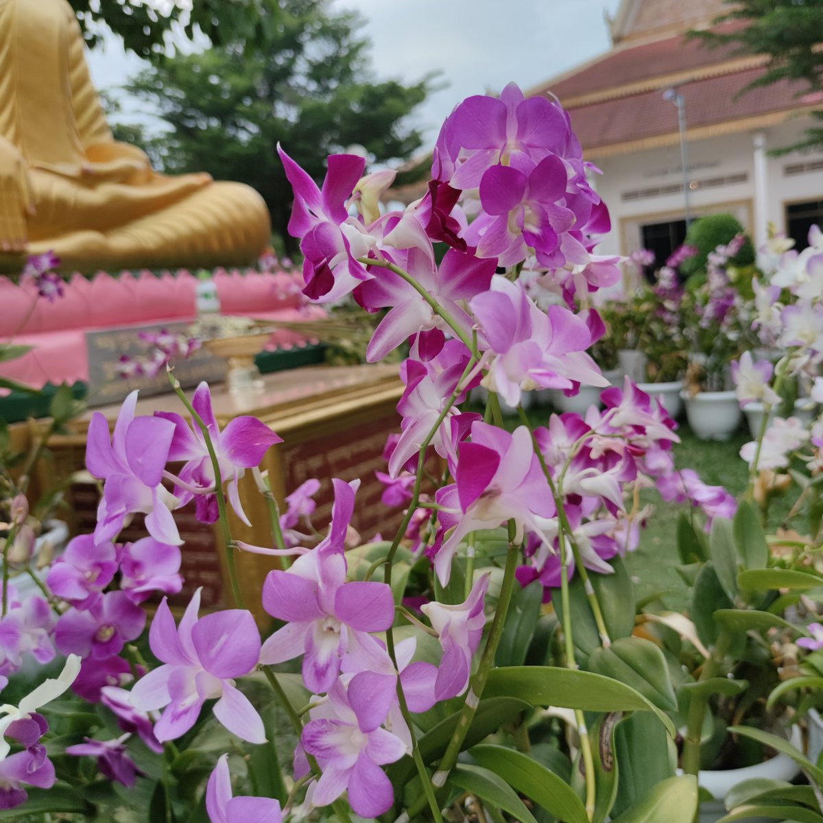 Khmer6767's tweet photo. #NewProfilePic https://t.co/bT7jSsFSYm