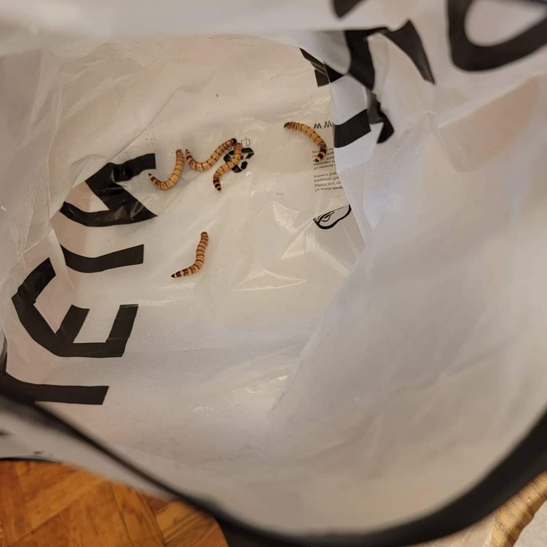 MrSay10's tweet photo. My wife ordered clothes from @SHEIN_official &amp; there were worms allover the clothing. It was absolutely fucking disgusting! &amp; when she contacted them, they responded with "did u get hurt or have an allergic reaction?" WHAT! WHY ARE THERE WORNS ON EVERYTHING? What a horrible place https://t.co/26o10KxrQW