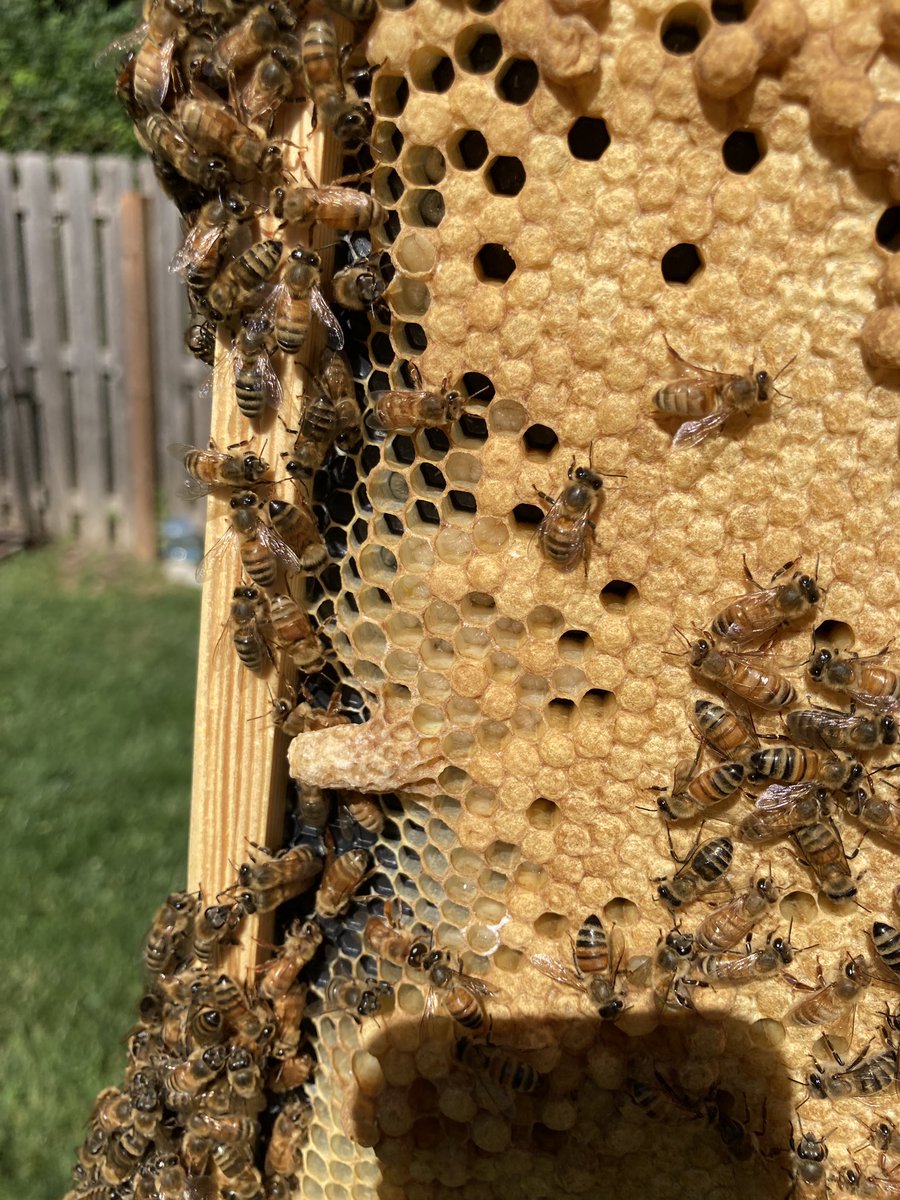 EPsBackyardBees tweet picture