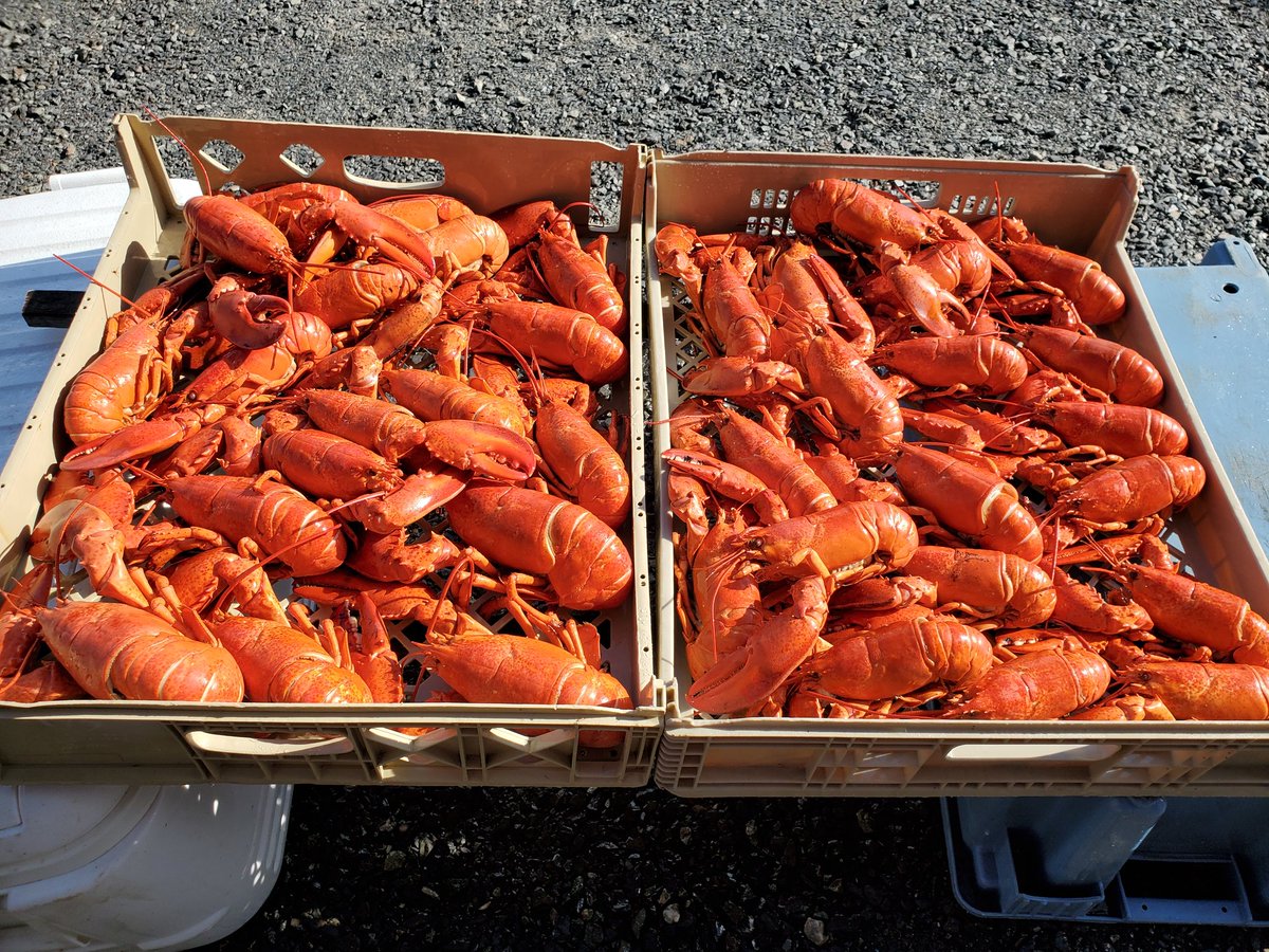 Few lobsters for supper 🤤