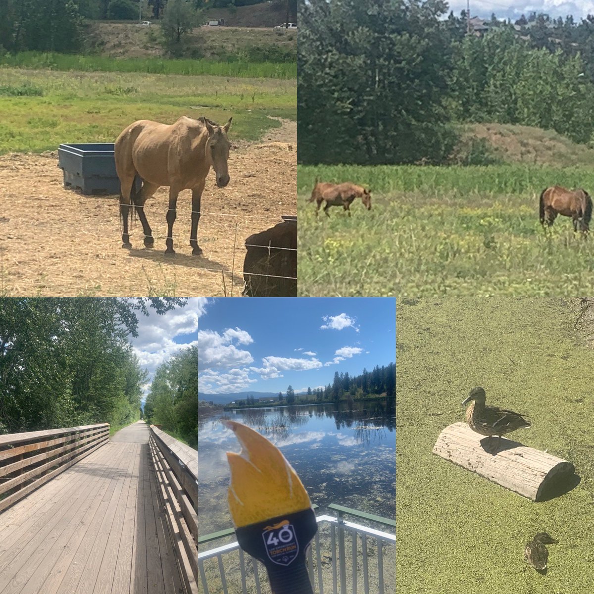 bluepink8488's tweet photo. Day #142 Afternoon Okanagan Rail Trail Walk In Kelowna Also Today Day#6 Virtual Torch Run From June 7 to 20 #VirtualBCLETR @BCLETR @sobcsociety #SOBCChallengeGames #Region2 https://t.co/tzblQUJDUv