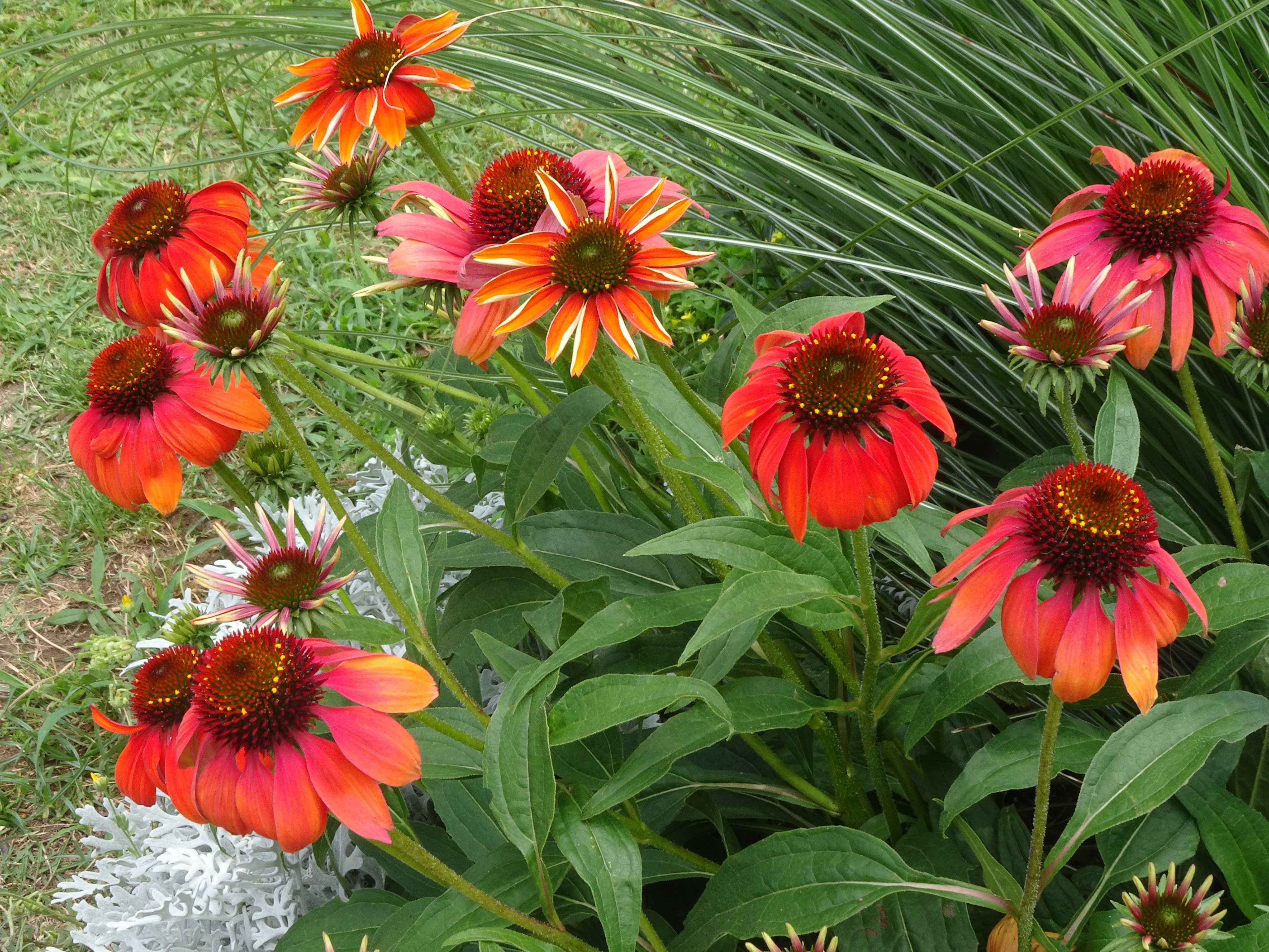 望美 ムラサキバレンギク エキナセア 紫馬簾菊 エキナセアは 北アメリカ原産のハーブ である 免疫力を高め 感染症に効果のあるハーブとして 欧米では広く利用されている 特に 風邪症候群 いわゆる風邪 やインフルエンザのひき始めに摂ることで