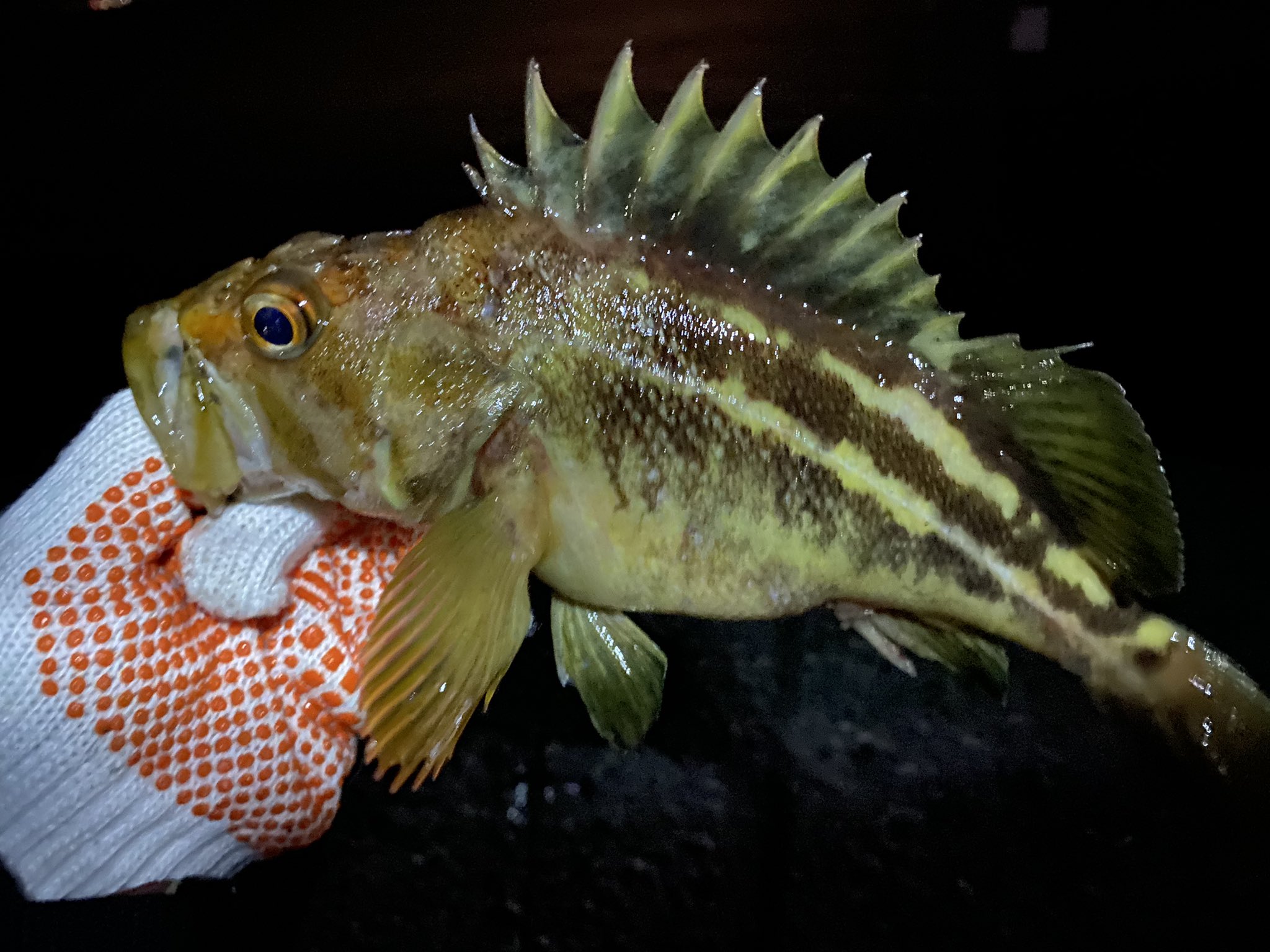 Fairly寺田ゴルフにどハマり中 小樽北防波堤で夜釣り 根がかり半端ないけど 根魚は 面白いです ソイはなかなかいい引きで楽しませてくれます 夜のロックフィッシュより 釣り 小樽北防波堤 ソイ ロックフィッシュ 根がかり 根魚 夜 T Co