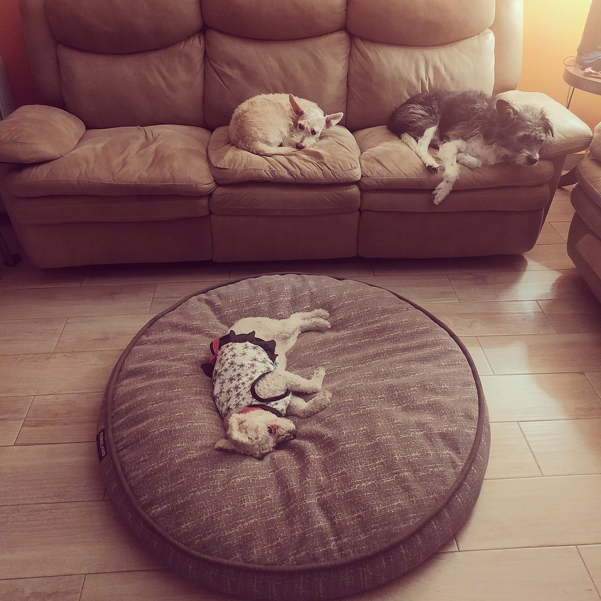 FERCORRO's tweet photo. Alguien se adueñó de la cama ... Tan respetuosos mis bbs #sofi #pedrito #luka #misbbs #guapos #mikinder #losamo #adoptanocompres💜🐶🐶🐶 https://t.co/gVdJrhzUPB