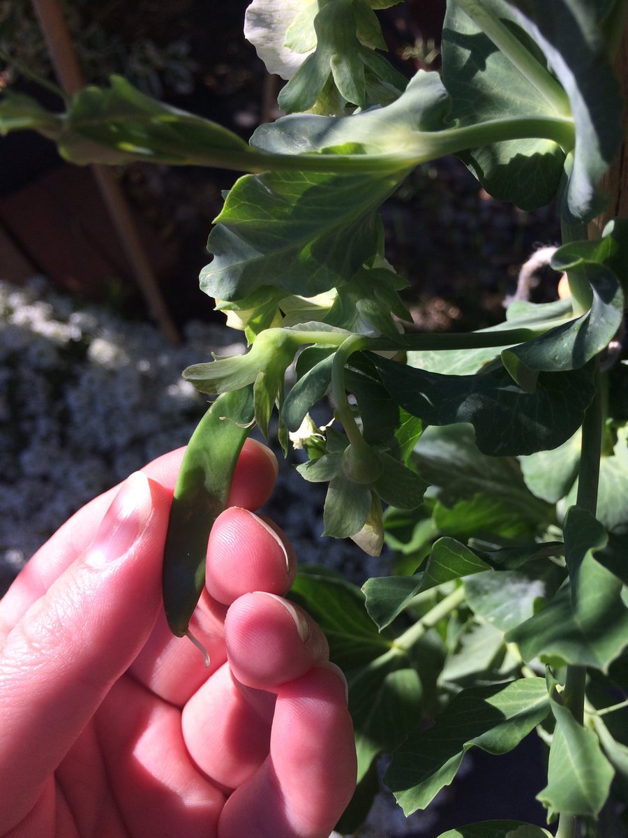 BatesRhian's tweet photo. Sonny’s pea plant from nursery has finally got some pea pods growing! @mrshiller2 https://t.co/t1z2ZqXpdK