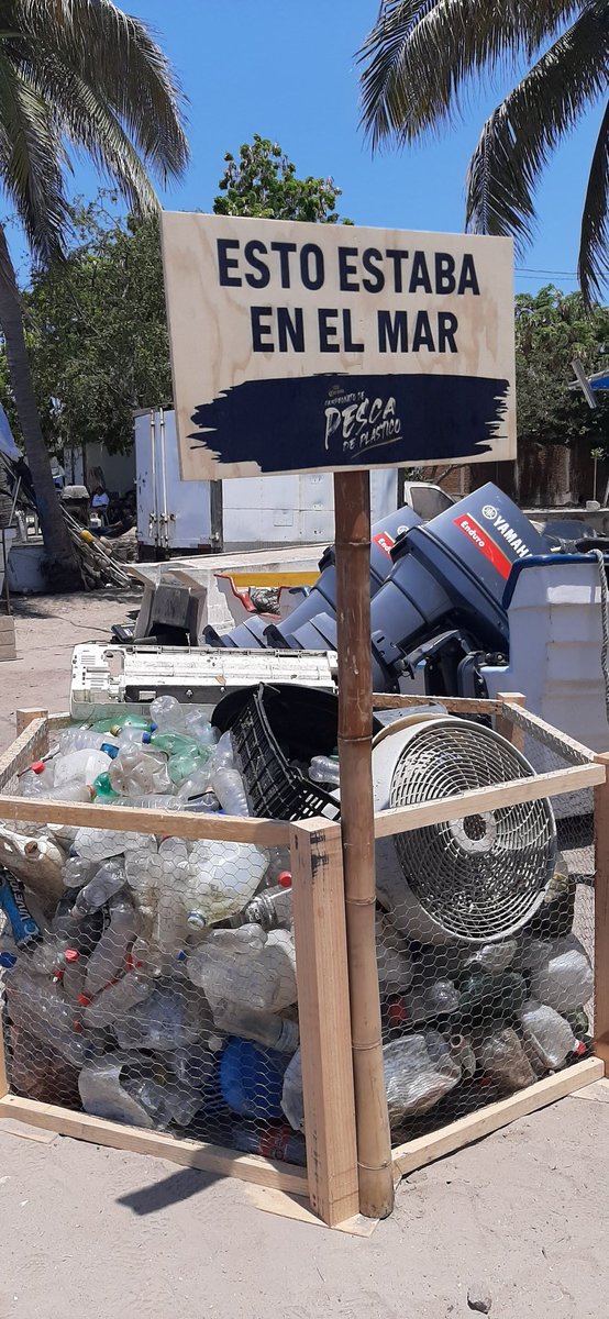 Dirección de Ecología y Medio Ambiente de Mazatlán tweet media