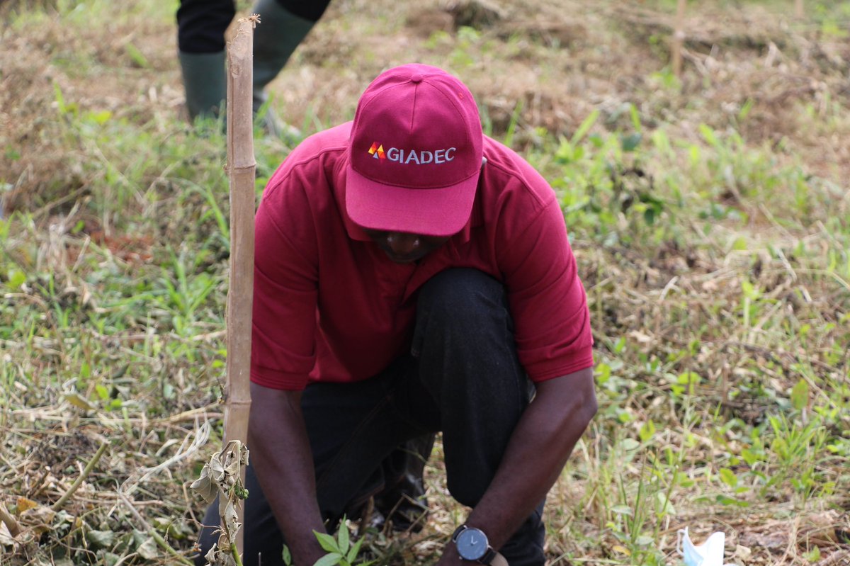 officialgiadec's tweet photo. During the Green Ghana Day on 11th June, our CEO, Michael Ansah and other team members joined the Kyebi Community to plant seedlings in the Atewa Forest. 
#GreenGhanaDay #GreenGhanaProject #LetsGoPlanting #giadec #aluminium https://t.co/xfFgyEypZf
