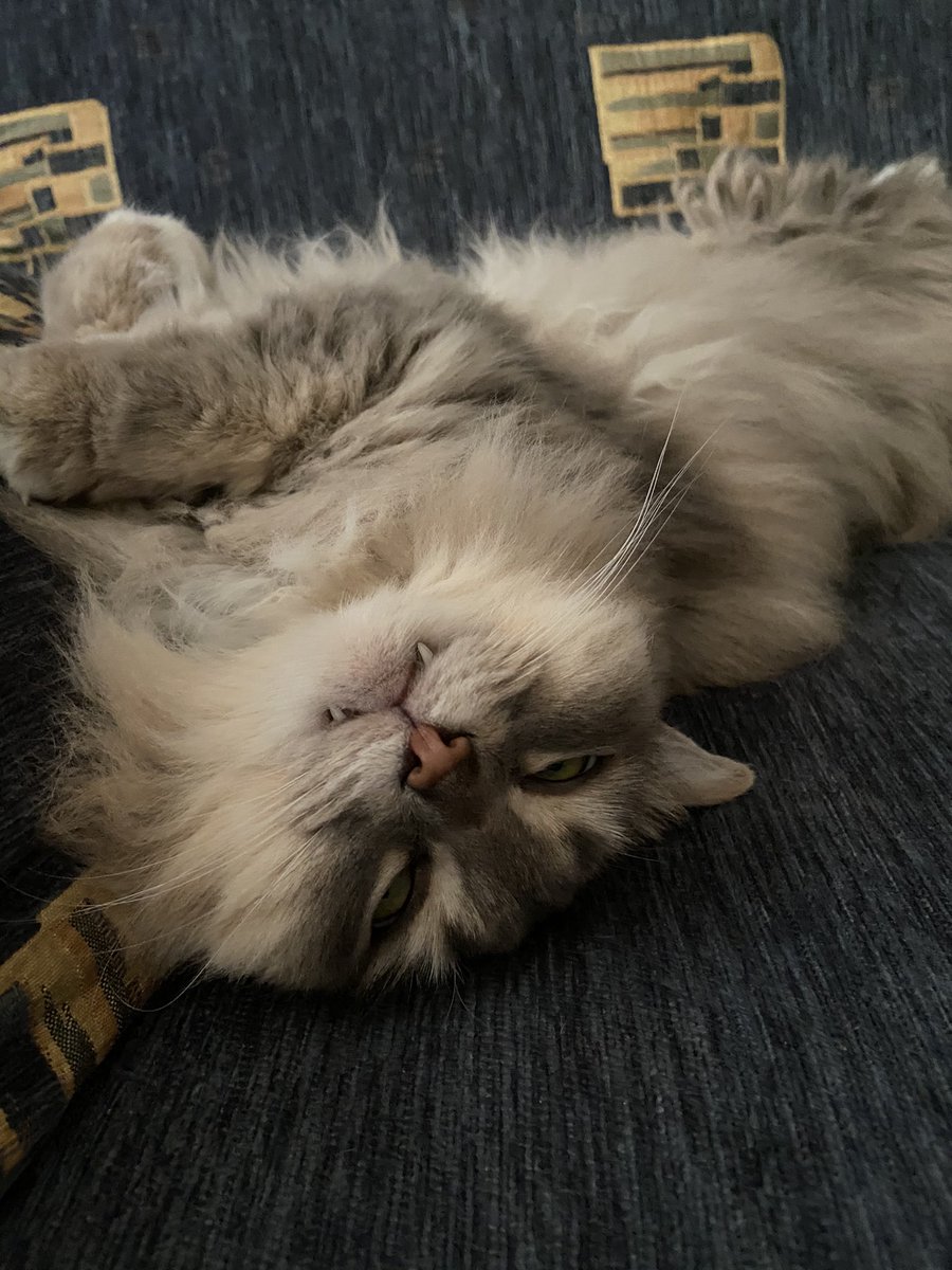 Графиня Котякула