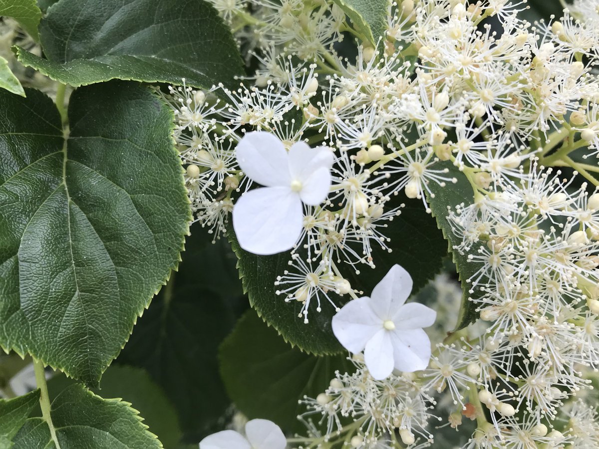 drdogtree's tweet image. Hydrangea anomala subsp. petiolaris is always worth a tweet!