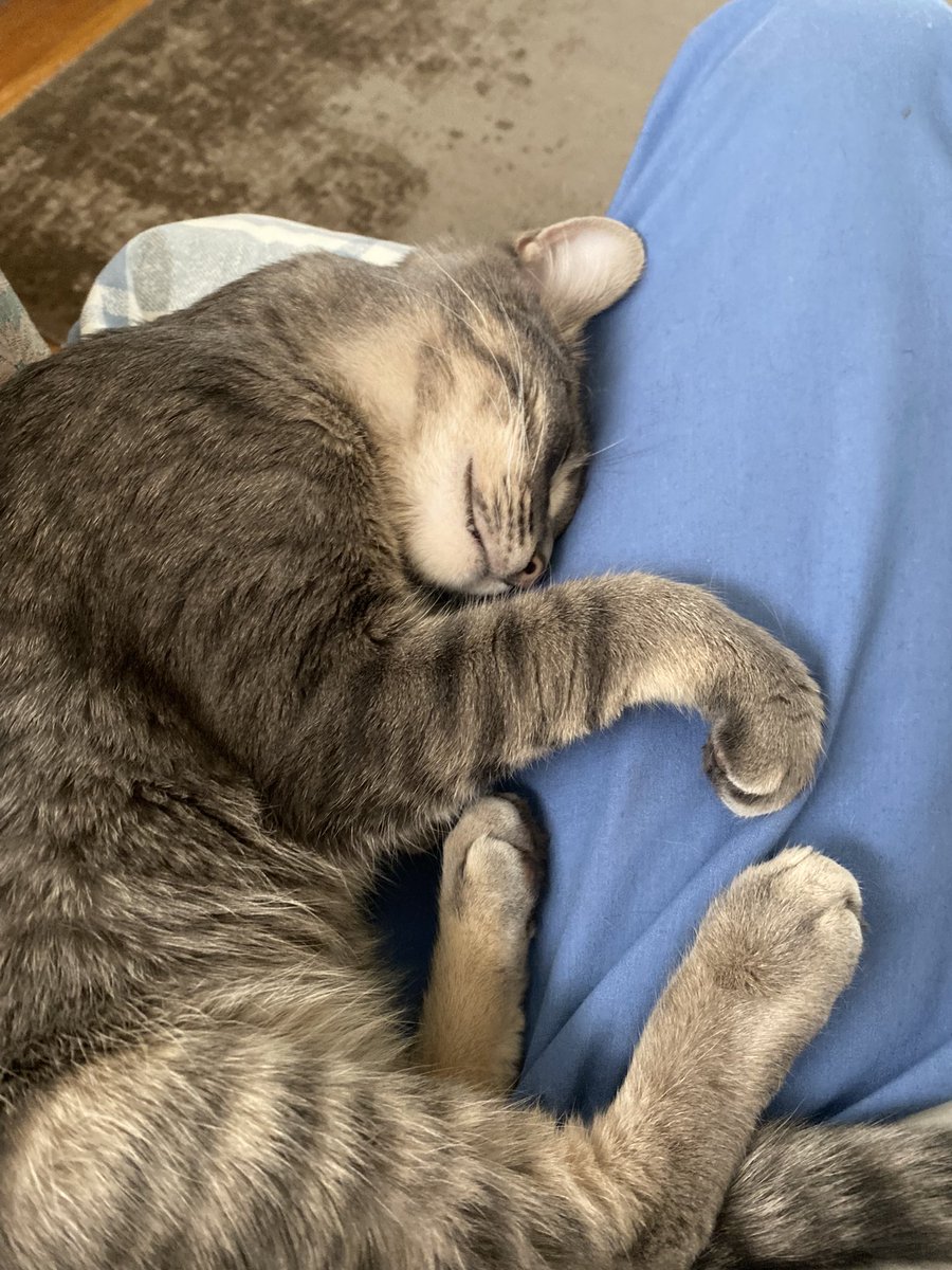StrangEWterWrld's tweet photo. @BlindPebbles More love from Karl, who just jumped up here as I typed the last one! https://t.co/vi5kckdG9Y