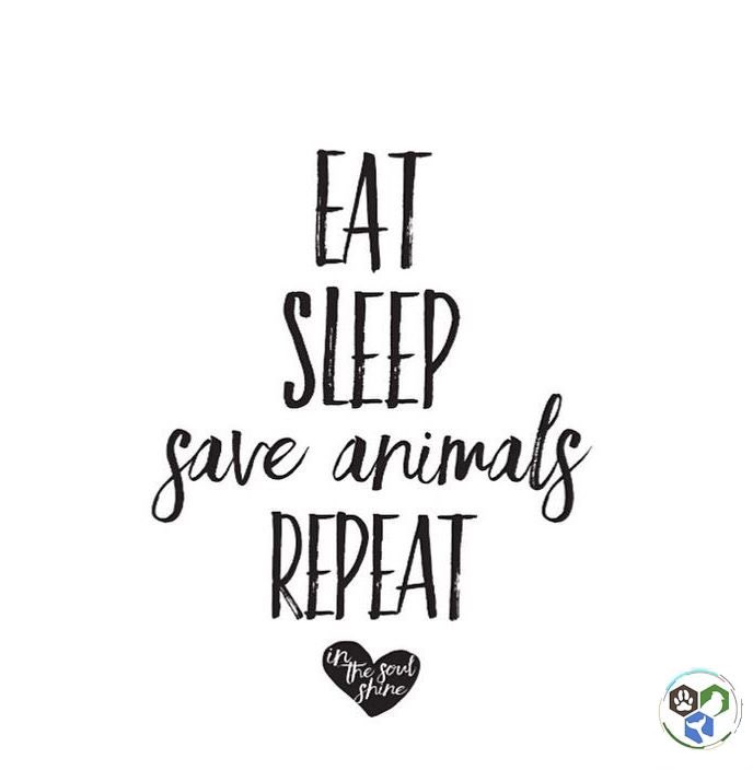 Never Forget About Animals $ANML 🚀🚀🚀