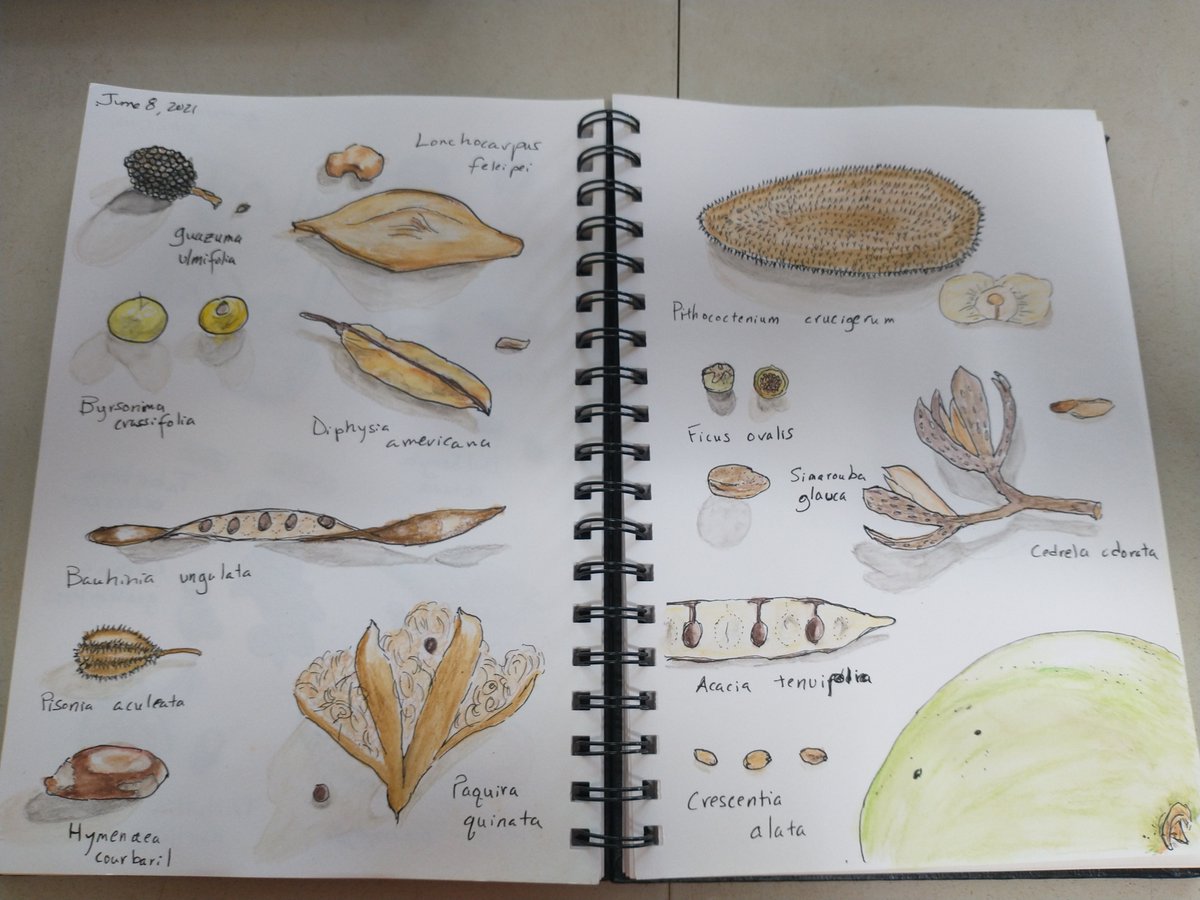 Done with the seeds of #tropicaldryforest in <a href="/ACGuanacaste/">ACG</a>  project for awhile.