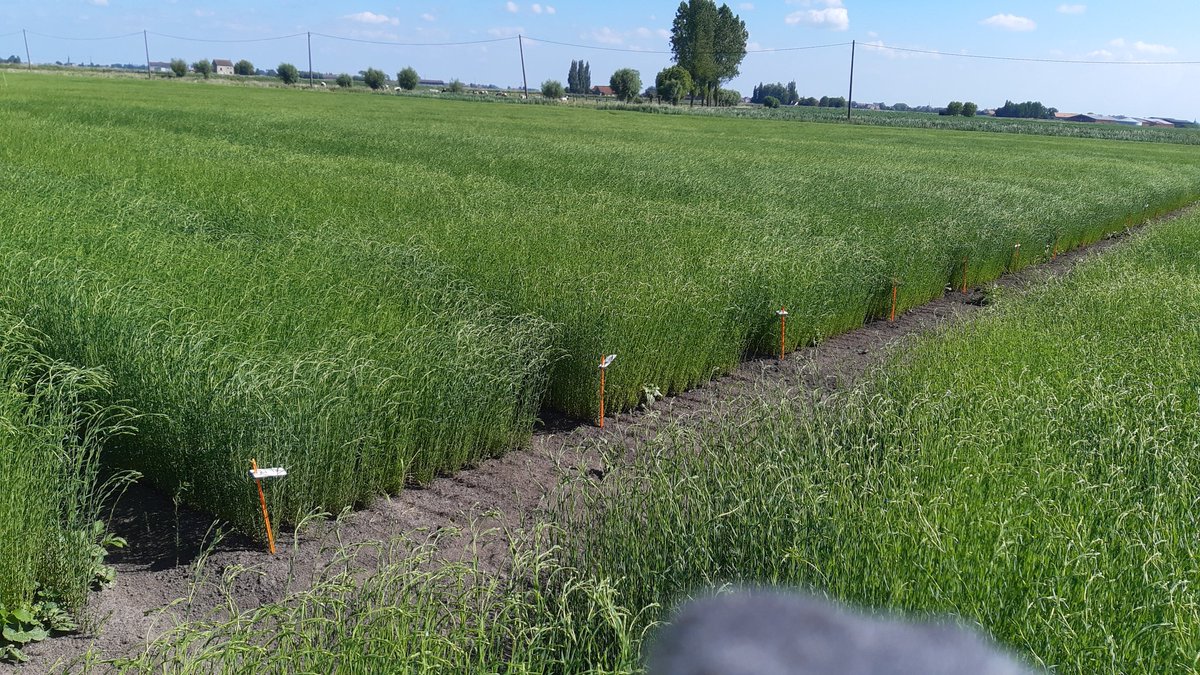 Platforme variétés #lin Inagro
Proefveldjes #vezelvlas