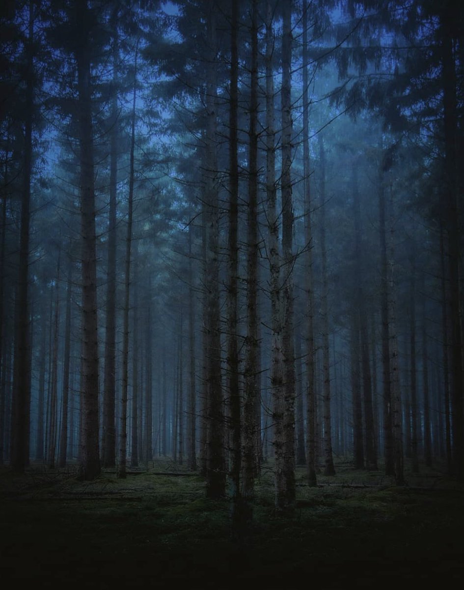 AnneMortier1's tweet photo. “These trees are magnificent, but even more magnificent is the sublime and moving space between them, as though with their growth it too increased.”
- Rainer Maria Rilke

📷 Inge Uiterwijk

#photography #thespacebetween https://t.co/ywnudipxIb