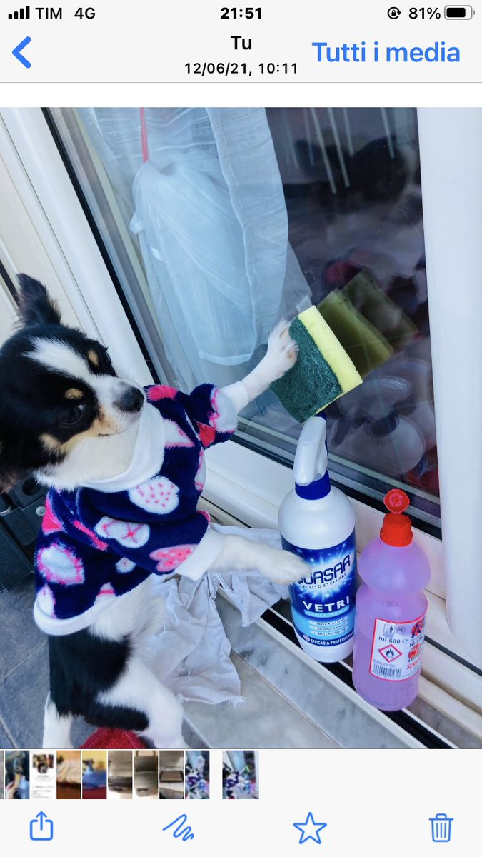 manuelaristucc1's tweet photo. Oggi tocca a me pulire i vetri 😱🤦‍♀️😜🤣🤣🤣#rocco #chiwawa #pulizie #simpatico #gingillo https://t.co/mGj2H0k6MG