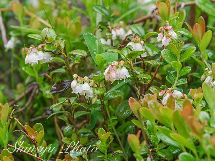 絆 All Japan Global Rt Shinsyu Photo コケモモ 長野県池の平湿原 実 美ヶ原 苔桃は ツツジ科スノキ属の常緑樹です 耐寒性が強く 40度の環境下でも生きていけるのだそうです 花言葉 小さな甘いトキメキ 幼い恋 可愛い花の姿から 反抗心