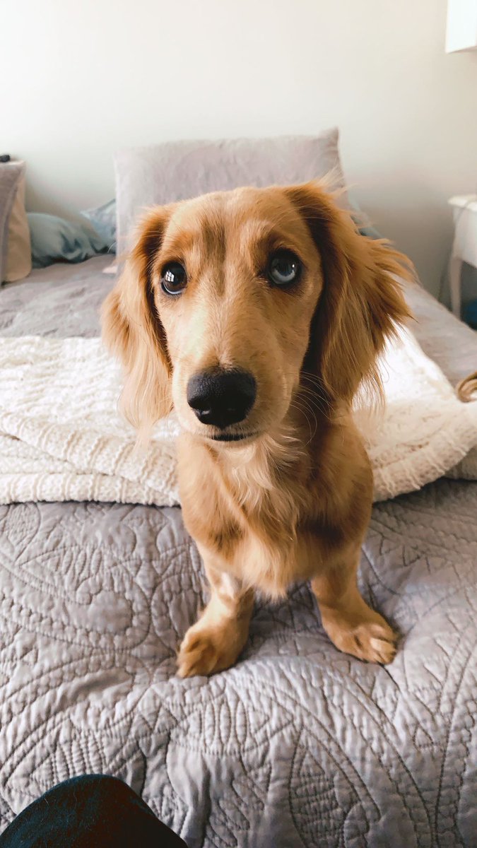 Weenmodel's tweet image. Hello Twitter world, my name is Ween. 

I am a full grown male mini dachshund and eager to begin my modeling career. 

I excel in sitting next to your featured products and boosting cuteness &amp;amp; impressions on any ad &amp;amp; endorsement.

Please spread the word of my aspirations!