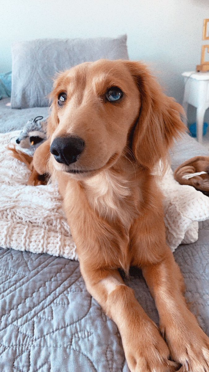 Weenmodel's tweet image. Hello Twitter world, my name is Ween. 

I am a full grown male mini dachshund and eager to begin my modeling career. 

I excel in sitting next to your featured products and boosting cuteness &amp;amp; impressions on any ad &amp;amp; endorsement.

Please spread the word of my aspirations!