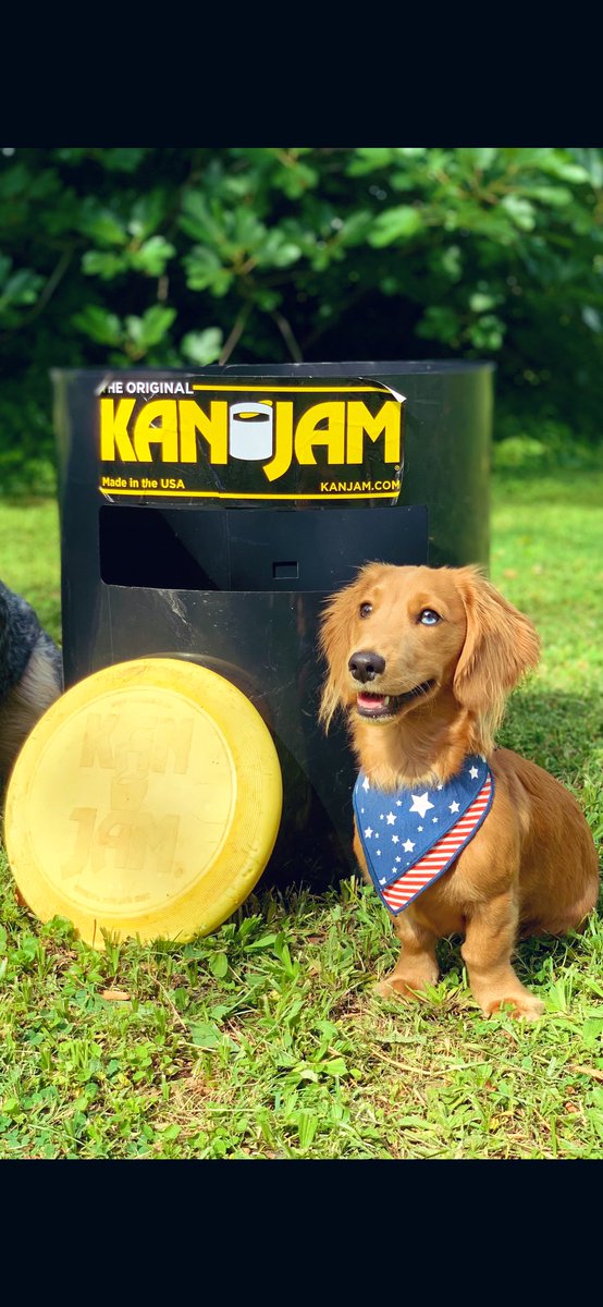 Weenmodel's tweet image. Hello Twitter world, my name is Ween. 

I am a full grown male mini dachshund and eager to begin my modeling career. 

I excel in sitting next to your featured products and boosting cuteness &amp;amp; impressions on any ad &amp;amp; endorsement.

Please spread the word of my aspirations!