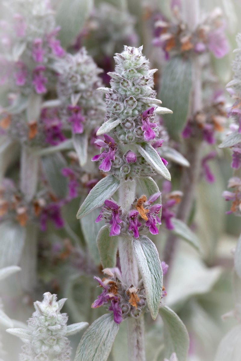 GreenLandscape5's tweet image. Blog post from the one and only Oliver David Cook 
'Silver Foliage'
greenlandscapescornwall.co.uk/gardentips
#greenlandscapescornwall #oliverdavidcook #falmouthlandscapers #falmouthgardening #falmouthcornwall #gardening #landscaping #landscapingservices