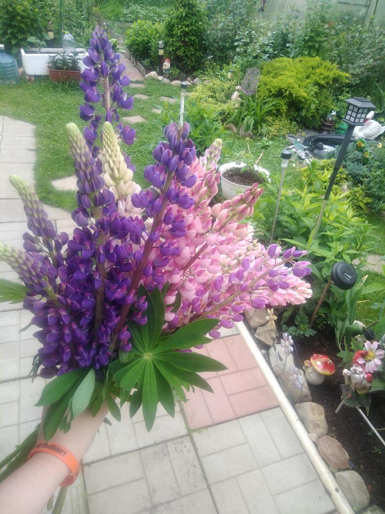 Плюсы дня рождения 12 июня (В День России) - это всегда выходной, не важно какой день недели! 😆😜