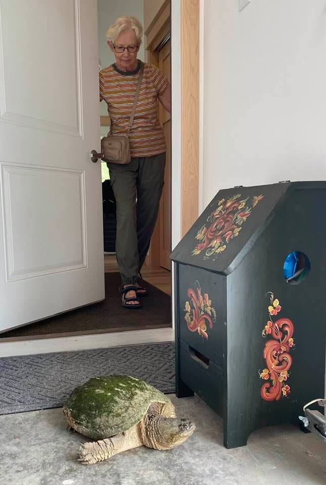 will__weaver's tweet image. If it&apos;s June in Minnesota lakes country it&apos;s #TurtleTime. (Forgot to close garage door.) @JoKnowles