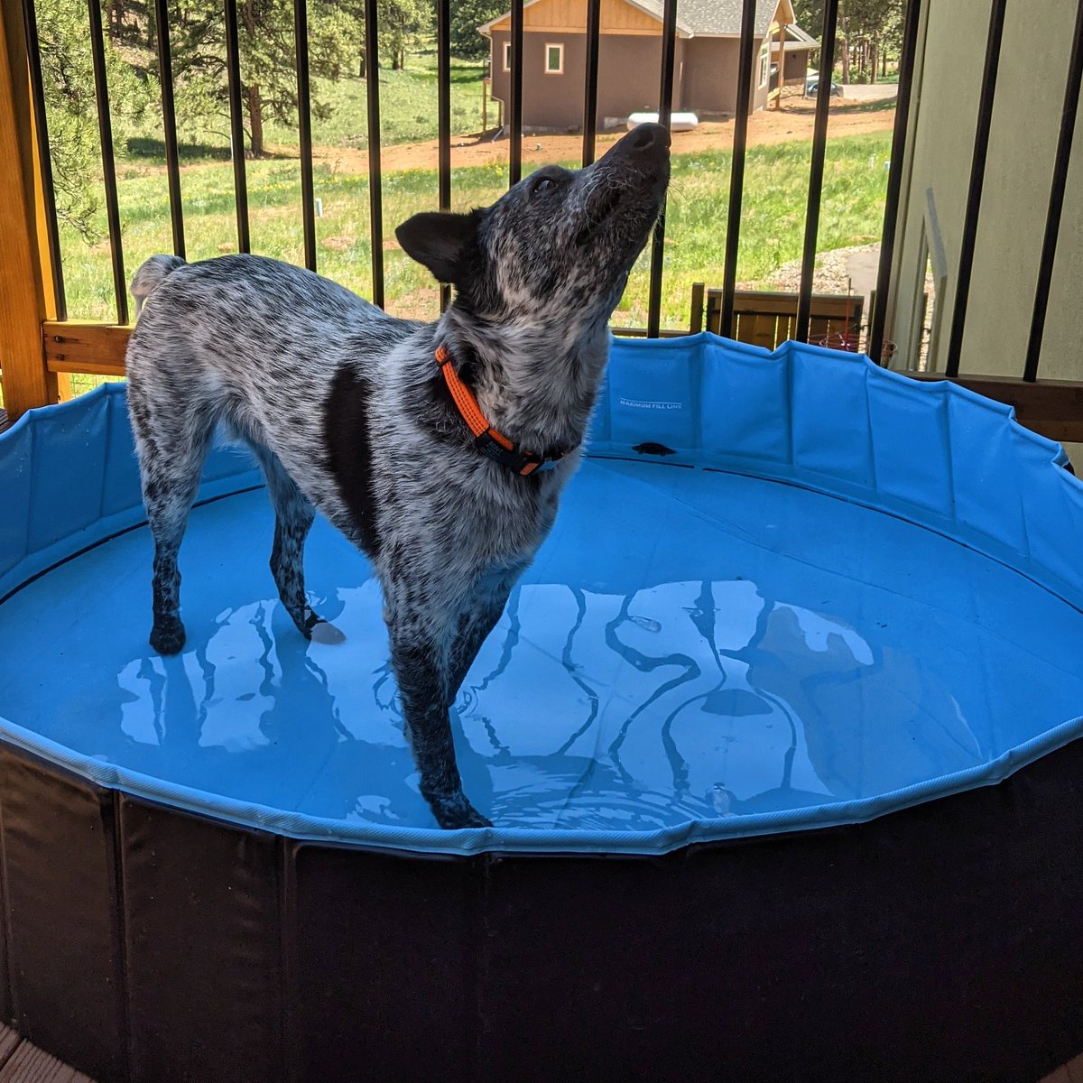 terrietpeterson's tweet photo. Someone keeps tossing ice cubes into Scout's pool, and just as he finishes chewing one to pieces, the others are almost gone! 🙃
#summer #stumpytailcattledog #cattledog #rescuedog #rescuedogsofinstagram #rescuepuppy #pool #coloradolife #colorado https://t.co/qlGBL1ElQQ