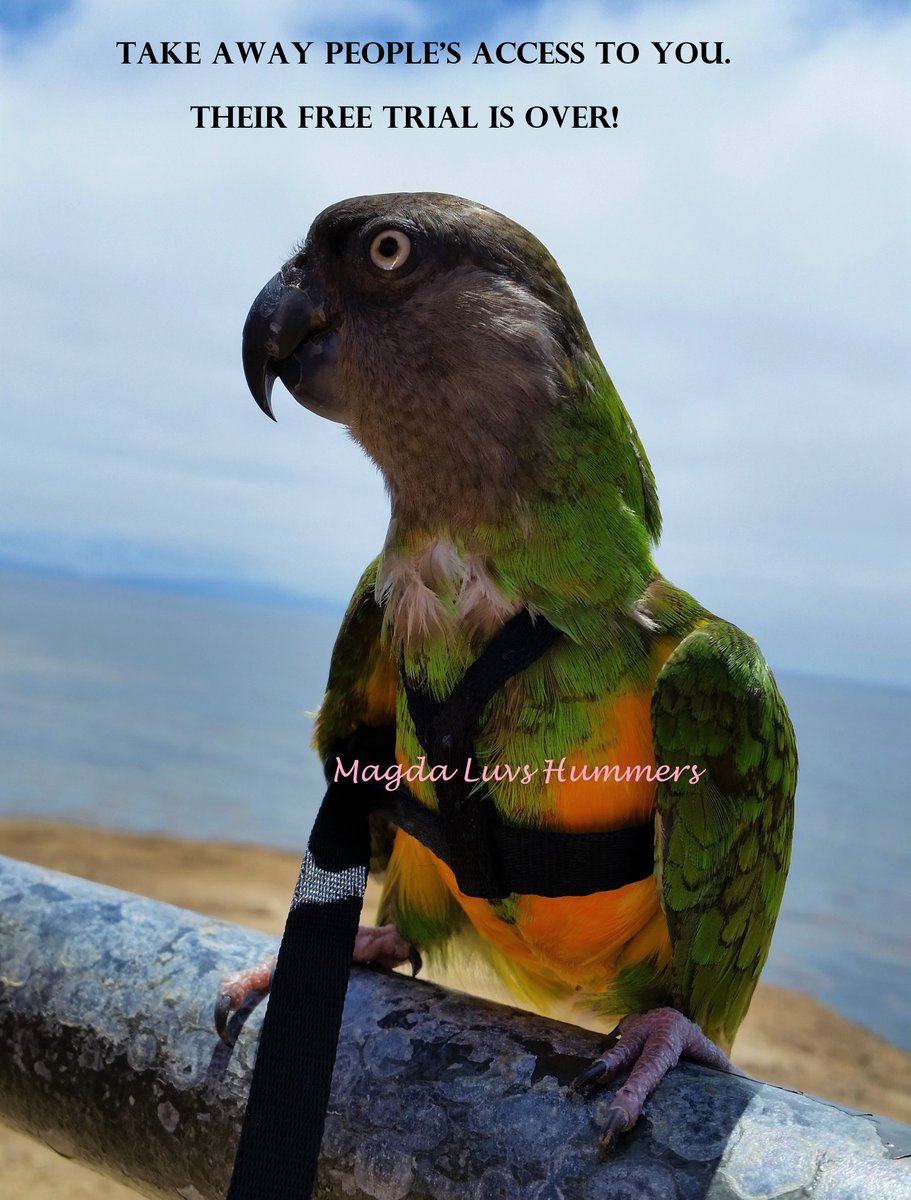 MagdaLuvsHummrs's tweet photo. Take away people's access to you. Their free trial is over!🚫 #selfcare 🥰 #PositiveVibes #Mindset #quotes #relationships 💕 #weekend #Beach 🏖️ #NeeNeeBird 🦜 #peace https://t.co/Zk1jGBJ84g