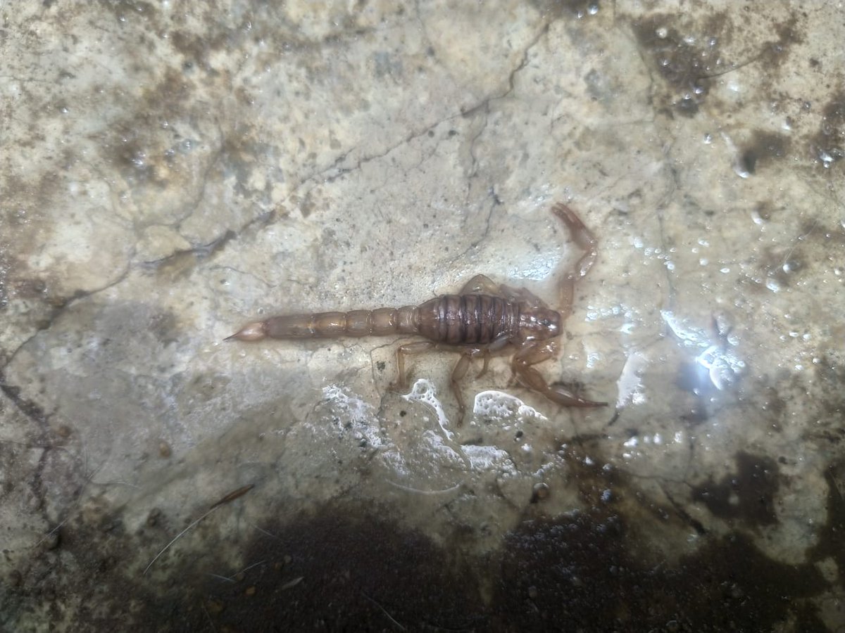 marzomb1's tweet photo. @Arachno_Cosas Buen dia! Mi hijo de tres años nos llego muy tranquilo con el regalo 😨😨 ya en ese estado, nos dio un buen susto... Saludos desde Jalisco. https://t.co/AnVxDkj1li