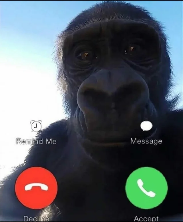 PrimatesDaily's tweet photo. do you answer? https://t.co/FcifChIeMJ