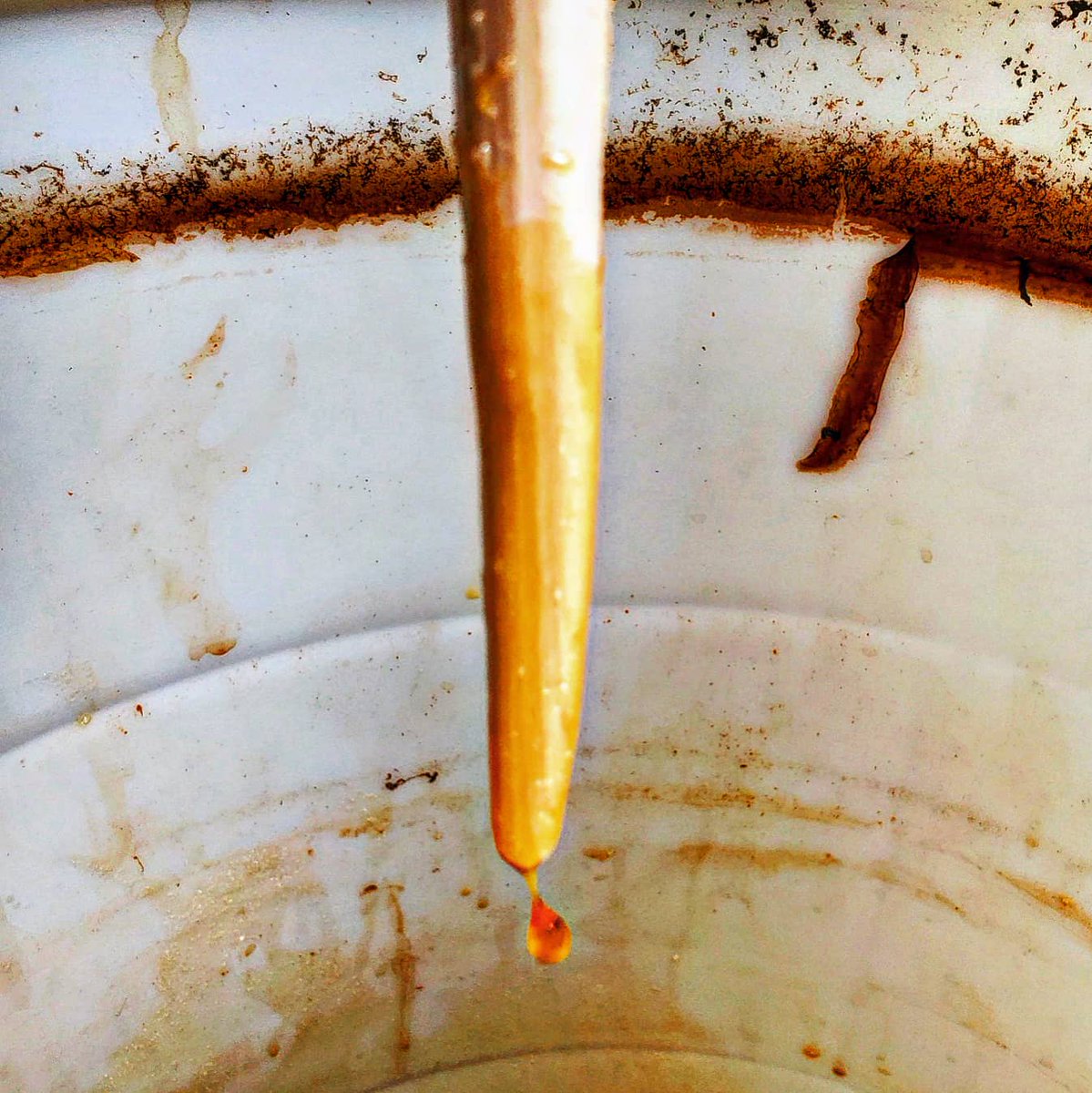 talismanbucha's tweet photo. The ceremony is complete. All of the elements thrashing together violently and beautifully to begin a golden #kombucha metamorphosis into our most pivotal #potion yet. #mother #magic https://t.co/ENrLCptD0o