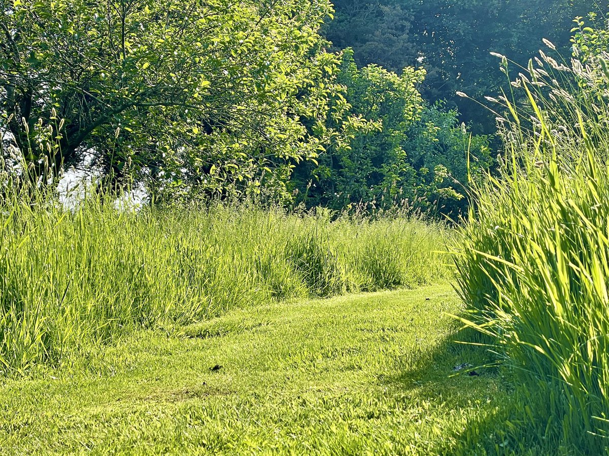 HarboroughHoney's tweet photo. Starting this year we have set aside just over 15,000sq feet of our garden to grow totally wild, it looks great and the insects love it too! Next year it will be full of wildflower and look amazing. #longgrass #grasspath #meadow #meadowflowers #insects #wildlife #bees #nomowmay https://t.co/6zQfUnQtY6