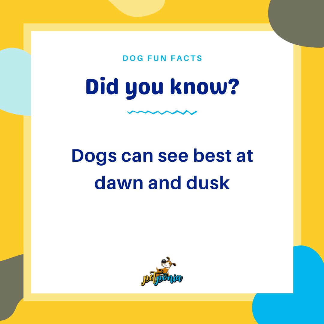 PetPonia's tweet photo. ✨ 🐕 🌝
____________
🌈 Follow: @petponia for more amazing dog facts
#petponia #funfactoftheday #dogfact #triviatime #spoiledfurbaby #dogsareforever #dogownerslife #furdaddy #funfacts #funfact #dogloversclub #didyouknow #funtrivia #doglovers #dogsofnewyork #dogsofny https://t.co/ulyCoSy0yQ