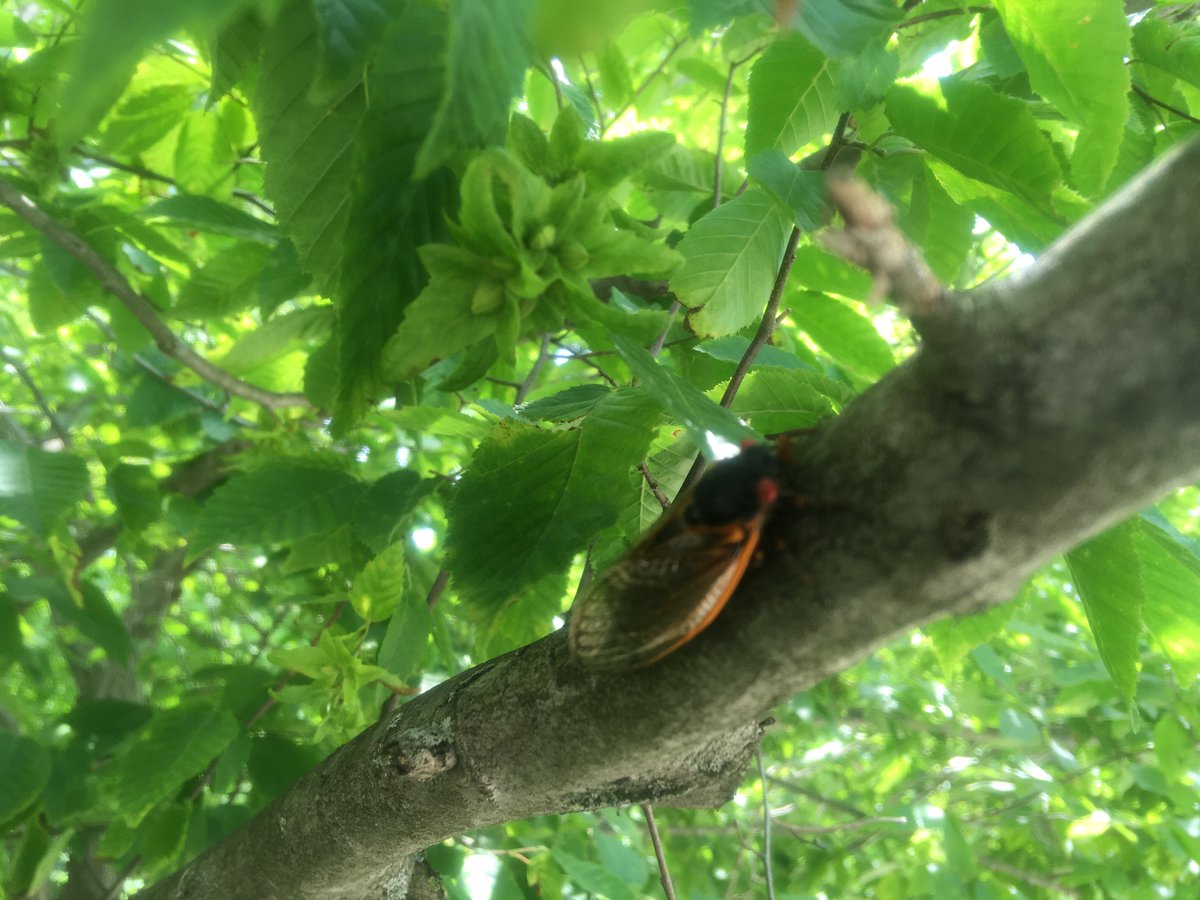 #cicadas2021
