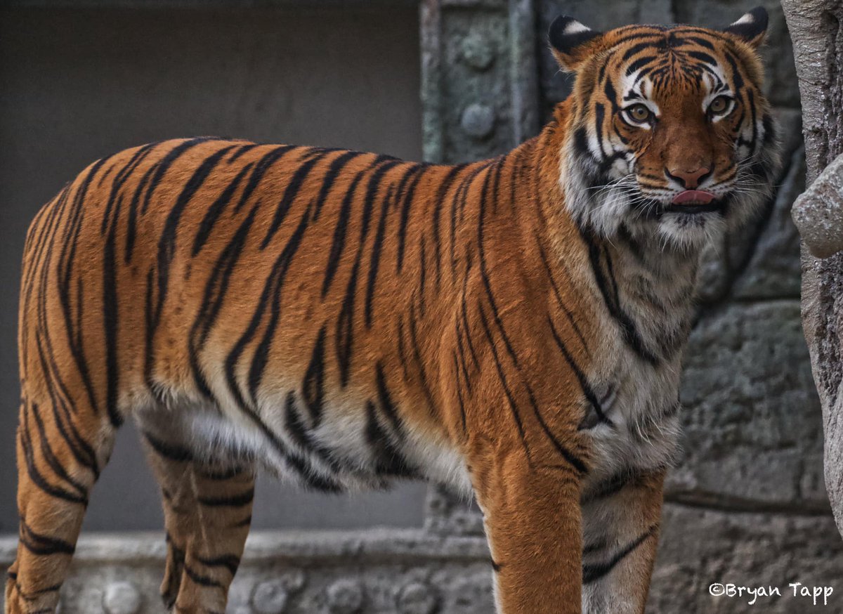 TulsaZoo's tweet image. #caturday blep

📸 Bryan Tapp