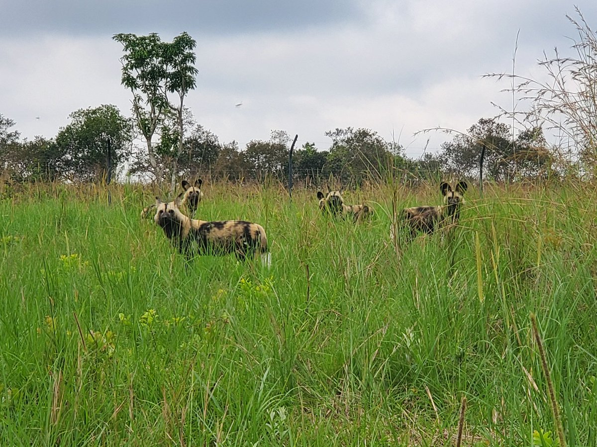 LeeWhiteCBE's tweet photo. It was an honour to inaugurate the Lekedi Biodiversity Foundation today with @ChristelBories @GroupeEramet. This new foundation is dedicated to preserving and restoring the Lekedi Reserve close to Bakoumba. They are a key partner caring for orphan chimps and gorillas. https://t.co/WsYvdWtEXV